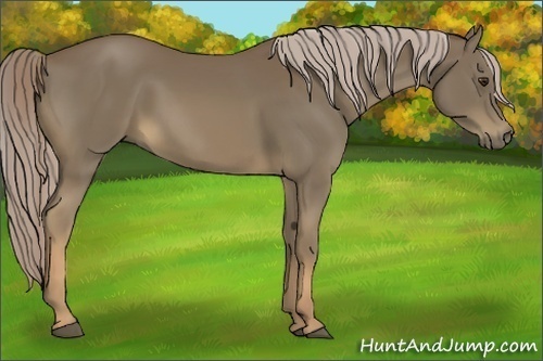 Horse Color:Chocolate Palomino 