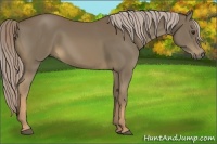 Horse Color:Chocolate Palomino 
