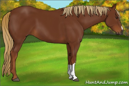 Horse Color:Gray Chestnut 