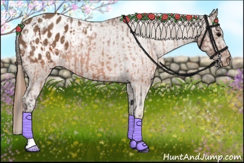 Horse Color:Brown Blanket and Chestnut Blanket