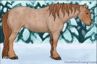 Horse Color:Unknown 