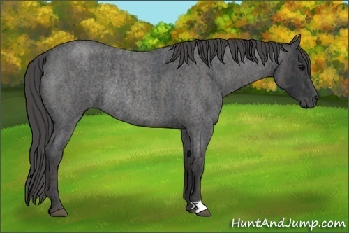 Horse Color:Blue Roan Rabicano Brindle