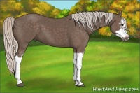 Horse Color:Silver Black Splash Frame 