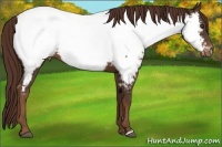 Horse Color:Liver Chestnut Appaloosa