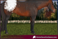 Horse Color:Bay Appaloosa 