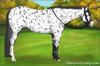 Horse Color:Black Near Leopard