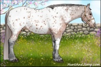 Horse Color:Brown Appaloosa  and Brown Appaloosa 