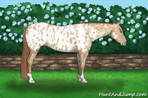 Horse Color:Gray Gold Champagne Dun Appaloosa Rabicano