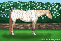 Horse Color:Gray Gold Champagne Dun Appaloosa Rabicano