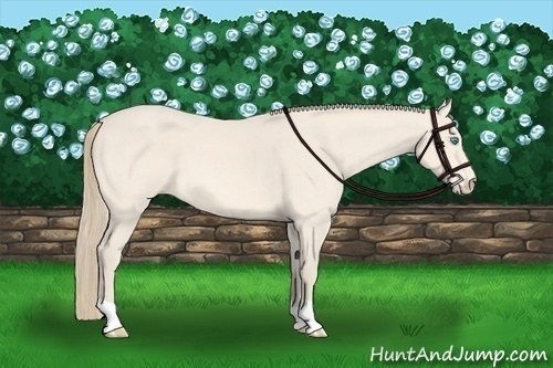 Horse Color:Perlino Roan 