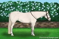 Horse Color:Perlino Roan 