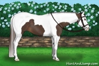 Horse Color:Liver Chestnut Splash Tobiano 