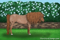 Horse Color:Red Roan