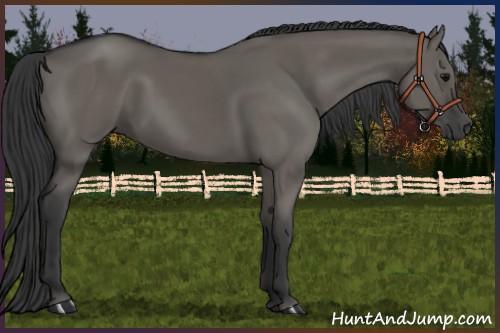 Horse Color:Grullo 