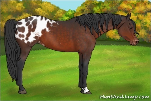 Horse Color:Brown Appaloosa 