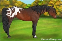 Horse Color:Brown Appaloosa