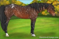 Horse Color:Brown Appaloosa