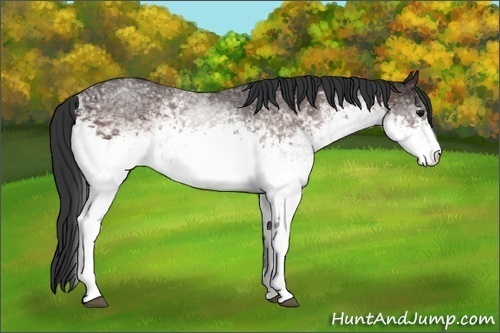 Horse Color:White Spotted Brown Roan