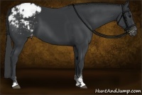 Horse Color:Black Sabino Appaloosa 