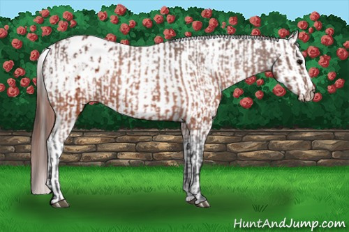 Horse Color:Brown Appaloosa and Gray Brown Appaloosa