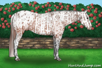 Horse Color:Brown Appaloosa  and Gray Brown Appaloosa 