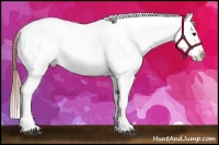 Horse Color:Red Dun Sabino Appaloosa 