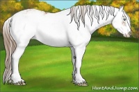 Horse Color:Brown Pearl Sabino Rabicano 