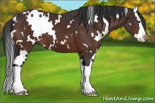 Horse Color:White Spotted Bay Splash 
