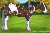 Horse Color:White Spotted Bay Splash 