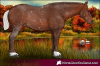 Horse Color:Silver Bay 
