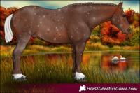 Horse Color:Silver Bay 