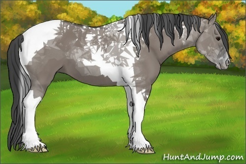 Horse Color:Grullo Tobiano 