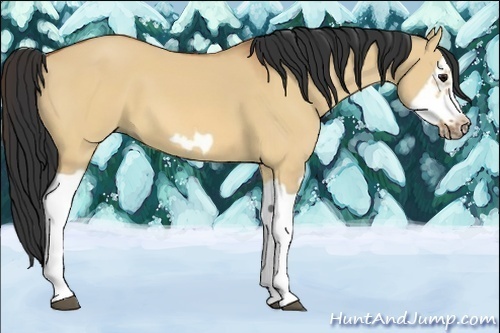 Horse Color:Bay Dun Splash Frame