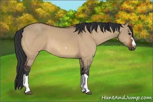 Horse Color:Bay Dun Splash Frame 