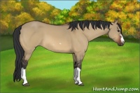 Horse Color:Bay Dun Splash Frame
