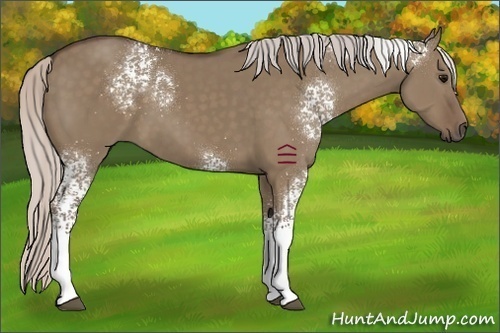 Horse Color:White Spotted Silver Grullo