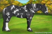 Horse Color:White Spotted Black 