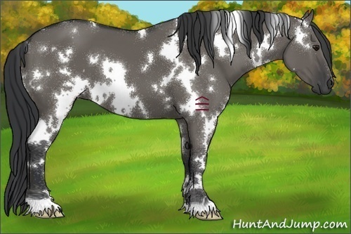 Horse Color:White Spotted Grullo 