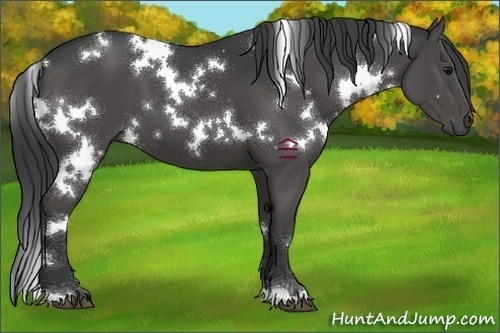 Horse Color:White Spotted Black 