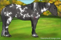 Horse Color:White Spotted Black 
