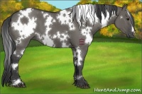 Horse Color:White Spotted Grullo