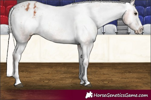 Horse Color:Silver Bay Ice Appaloosa 