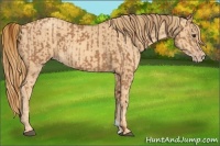 Horse Color:Chestnut  and Gold Champagne 