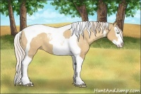 Horse Color:Gold Cream Champagne Splash Tobiano Varnish 