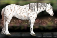 Horse Color:Amber Champagne Leopard  and Amber Champagne Leopard 