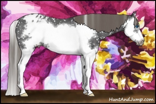 Horse Color:Smoky Black Splash Frame Appaloosa 