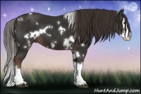Horse Color:White Spotted Liver Chestnut Splash 