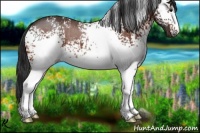 Horse Color:White Spotted Bay Rabicano