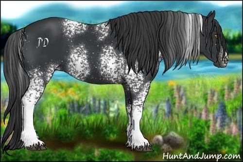 Horse Color:White Spotted Black