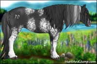 Horse Color:White Spotted Black